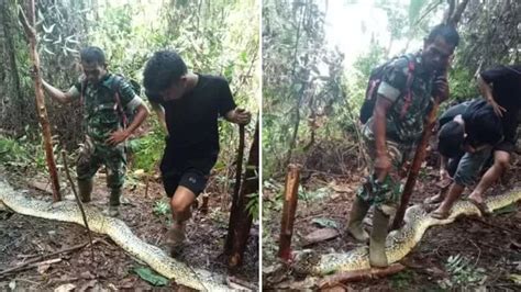 Homem Fodendo Cobra E Gozando Dentro